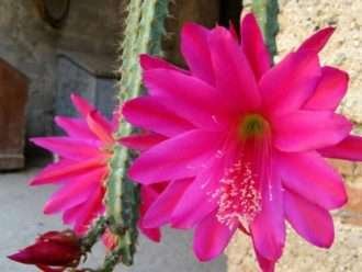 Disocactus speciosus - Sol Cereus