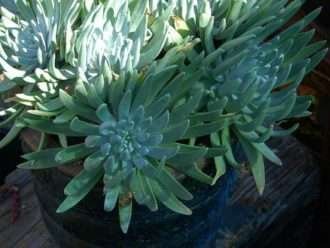 Dudleya caespitosa - Costa de la lechuga de mar Dudleya