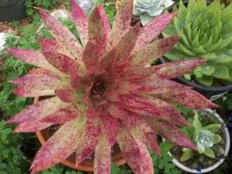 Dudleya ingens (Baja vive para siempre)