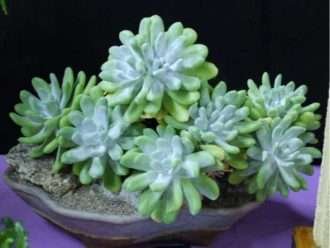 Dudleya pachyphytum (Isla Cedros Liveforever)