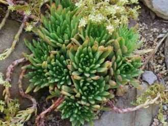 Dudleya virens - Green Liveforever Verde brillante Dudleya