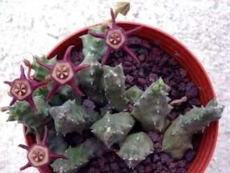 Duvalia caespitosa subsp. pubescente
