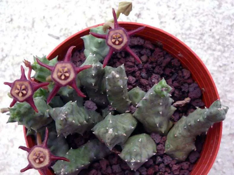 Duvalia caespitosa subsp.  pubescente
