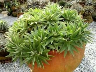 Dyckia brevifolia (hoja de sierra)