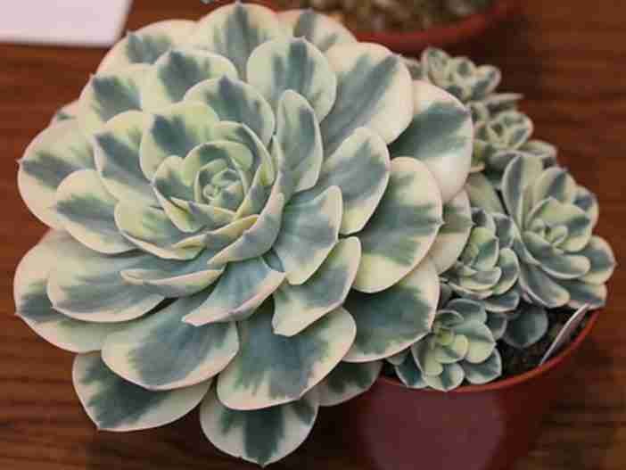 Echeveria 'Compton Carousel' (gallinas y pollitos abigarrados) también conocido como Echeveria 'Lenore Dean'