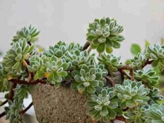 Echeveria 'Doris Taylor' (Rosa lanosa)