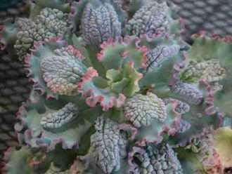 Echeveria 'Dragón de mar'