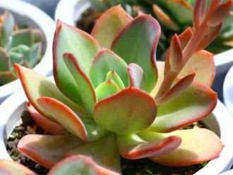 Echeveria 'Gila'