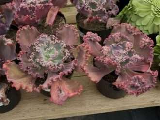 Echeveria 'La Gruta de la Gorgona'