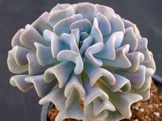 Echeveria 'escarcha cúbica'