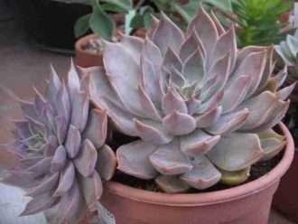 Echeveria 'Mensa'