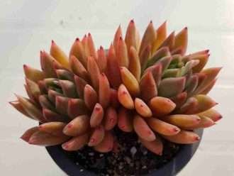 Echeveria 'Nenúfar'