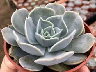 Echeveria 'Polux'