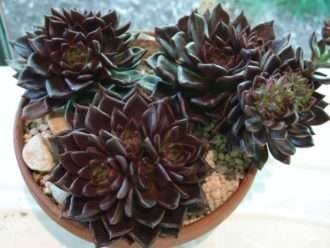 Echeveria 'Black Prince' (Gallinas y pollitos negros)