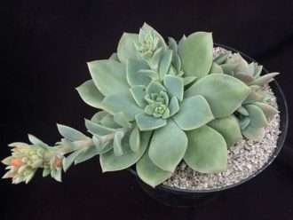 Echeveria 'Vanbreen'
