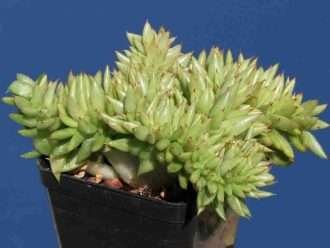 Echeveria agavoides 'Cristata' (Agave de cera moldeada con cresta)