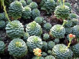 Echeveria derenbergii (Dama Pintada)