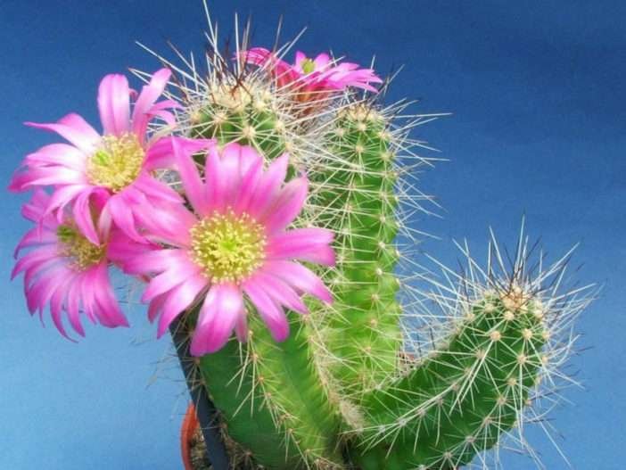 Echinocereus parkeri