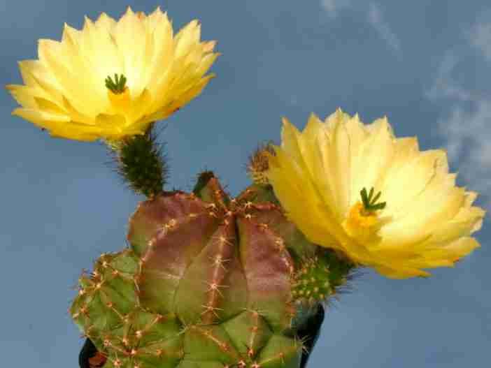 Equinocereus subinermis