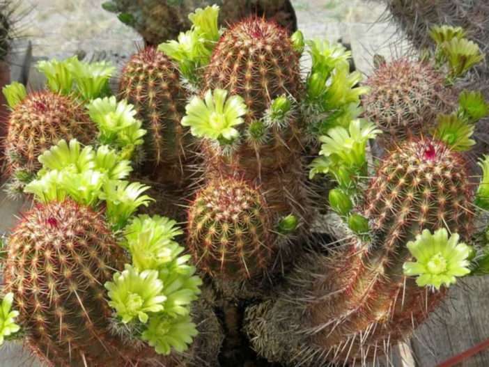 Echinocereus viridiflorus (cactus erizo de nailon)