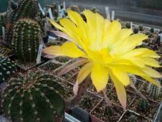Echinopsis 'Celos'