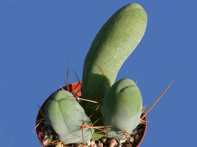 Echinopsis lageniformis 'Monstruosa Clon A' (Cactus Pene) también conocido como Trichocereus bridgesii 'Monstruosus Clon A'