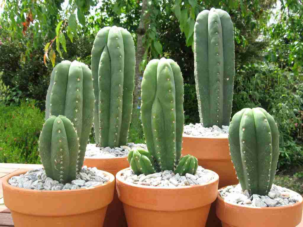 Echinopsis pachanoi (cactus de San Pedro) también conocido como Trichocereus pachanoi