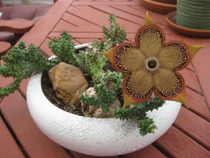 Edithcolea grandis (Flor de alfombra persa)