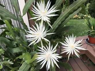 Epiphyllum hookeri (Cactus orquídea de Hooker)