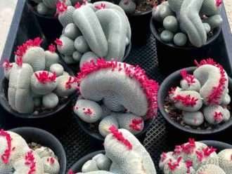 Epithelantha micromeris f.  cristata (cactus botón con cresta)
