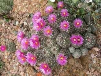 Escobaria vivipara - Cactus colmena Cactus vivíparo de cola de zorra