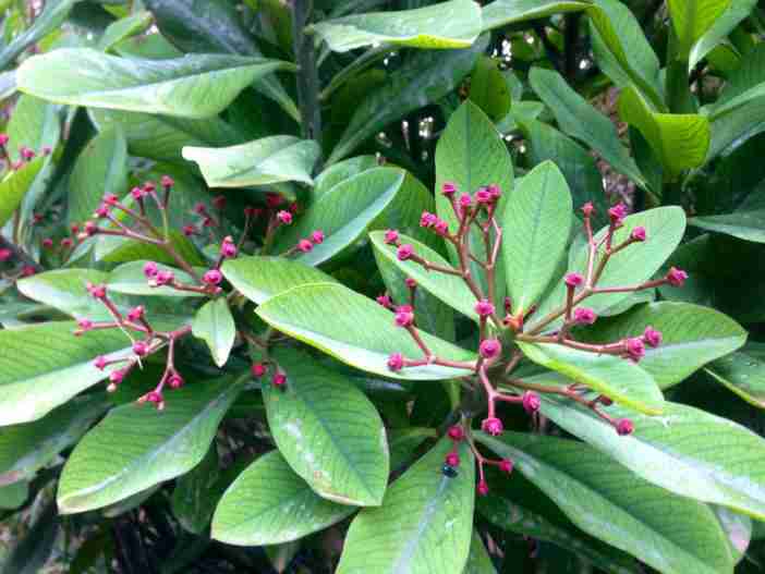 Euphorbia bicompacta (arbusto lechero verde africano)