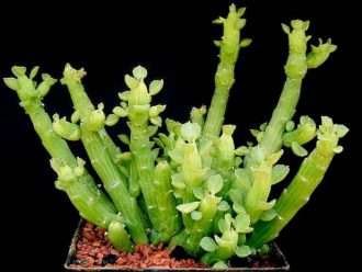 Euphorbia bisellenbeckii (brazos de pulpo) también conocido como Monadenium ellenbeckii