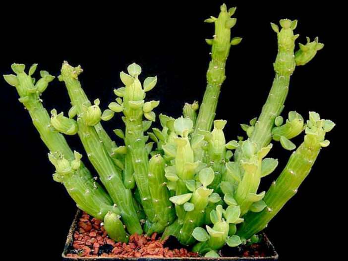 Euphorbia bisellenbeckii (brazos de pulpo) también conocido como Monadenium ellenbeckii