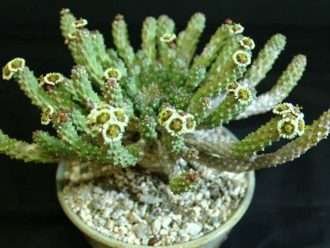 Euphorbia caput-medusae (Cabeza de Medusa)