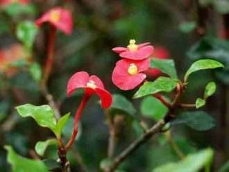 Euphorbia geroldii (Corona de espinas sin espinas)