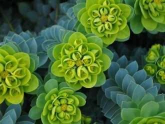 Euphorbia myrsinites (Myrtle Spurge)