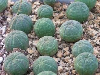 Euphorbia obesa subsp. simétrica - tártago de piedra