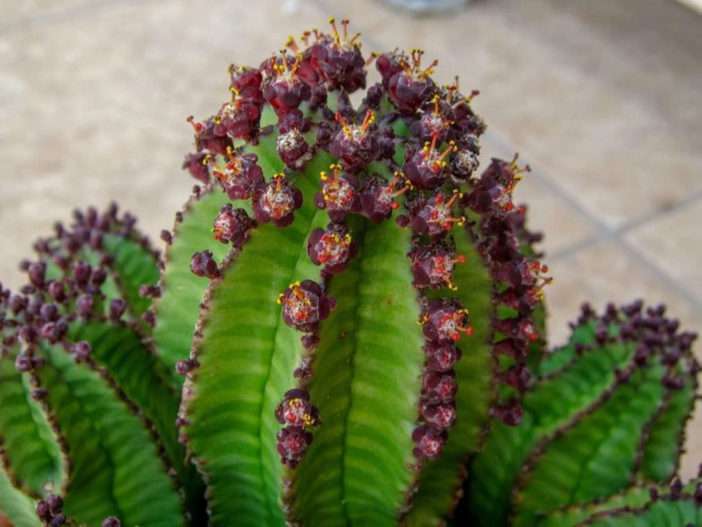 Euphorbia poligona var.  anoplia (planta de cremallera de Tanzania)