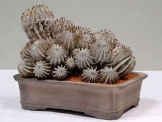 Euphorbia polygona 'Copo de nieve'