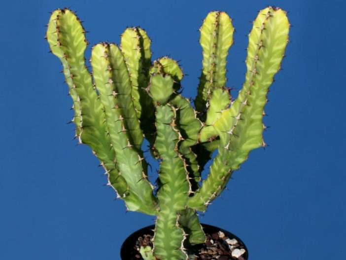 Euphorbia pseudocactus (Candelabro Spurge)