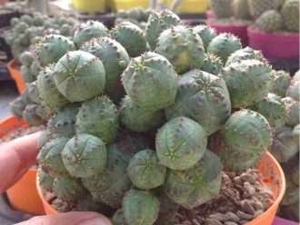 Euphorbia pseudoglobosa (falsa expurgo globosa)