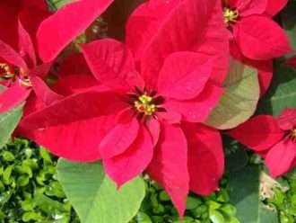 Euphorbia pulcherrima (Poinsetia)