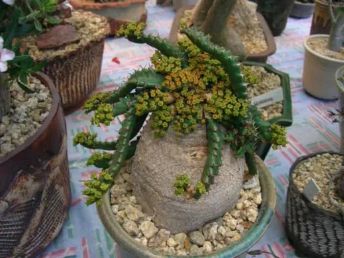 Euphorbia estrellada