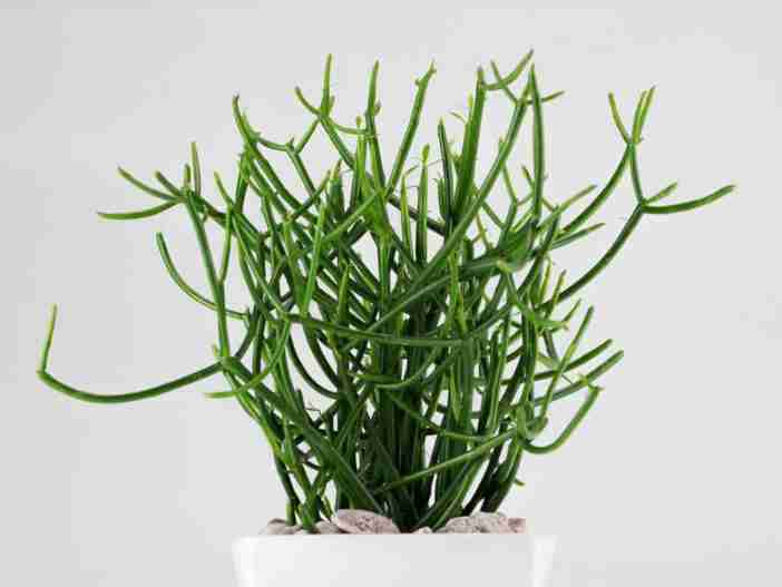 Euphorbia tirucalli (árbol lápiz)