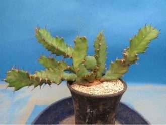 Euphorbia umfoloziensis