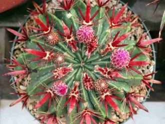 Ferocactus latispinus (cacto barril lengua del diablo)