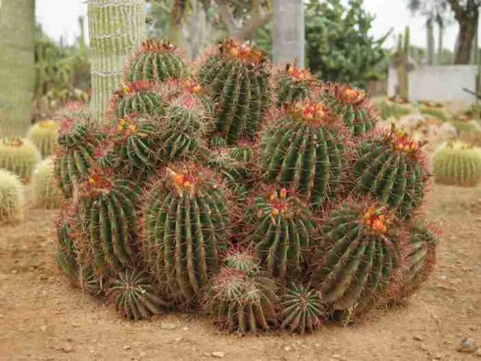 Ferocactus pilosus (cactus de limón mexicano)