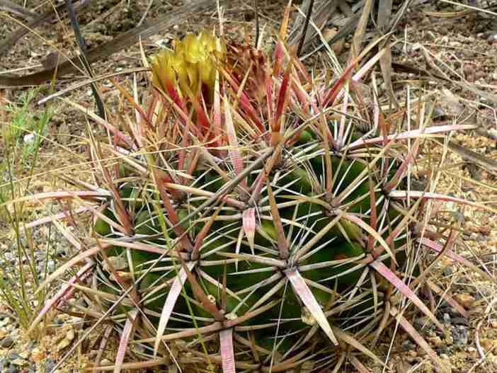 Ferocactus viridescens - Cactus barril de la costa Cactus barril de San Diego