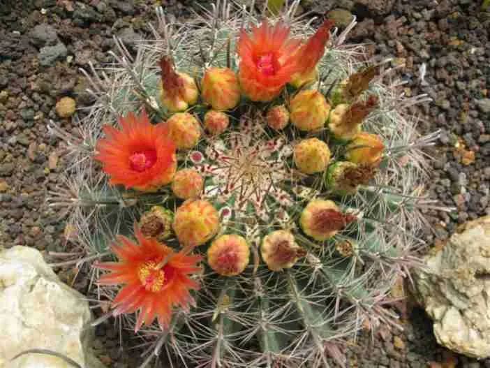 Ferocactus wislizeni - Cactus barril de Arizona Cactus barril de anzuelo